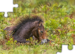 Konik, Źrebię, Kuc Exmoor, Grzywa, Łąka