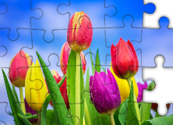 Kolorowe, Tulipany, Krople