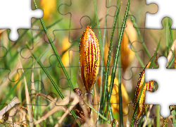 Krokus, Pąk, Krople