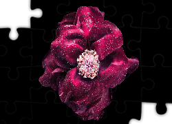 Bordowy, Kwiat, Krople, Czarne, Tło