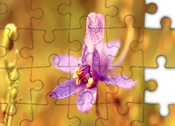 Jasnofioletowy, Kwiat, Krople, Zbliżenie, Rozmyte tło