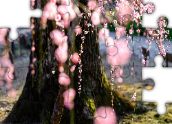 Wiosna, Kwiaty, Wiśnia piłkowana, Drzewo