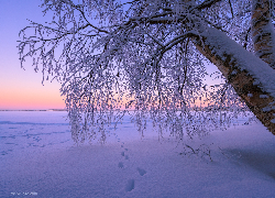 Zima, Drzewo, Galęzie, Ośnieżone, Ślady