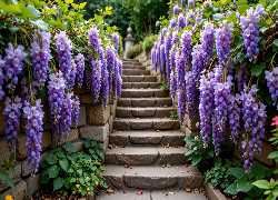 Schody, Zwisające, Fioletowe, Kwiaty, Glicynia, AI
