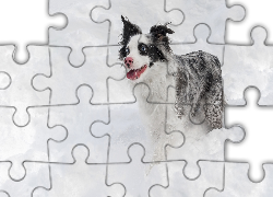 Border collie, Śnieg